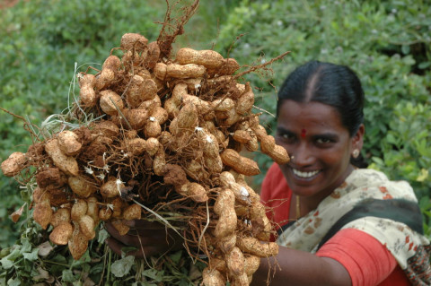Groundnut Breeding at ICRISAT Delivers Strong Yield Gains: Genetic Gain Assessment Reveals